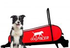 dogpacer treadmill review