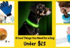 Things You Need for a Dog