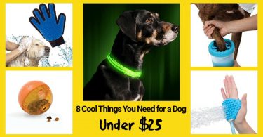 Things You Need for a Dog