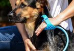 Aquapaw dog bathing glove review