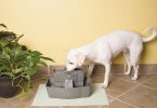 PetSafe Drinkwell Multi-tier Pet Fountain for dogs