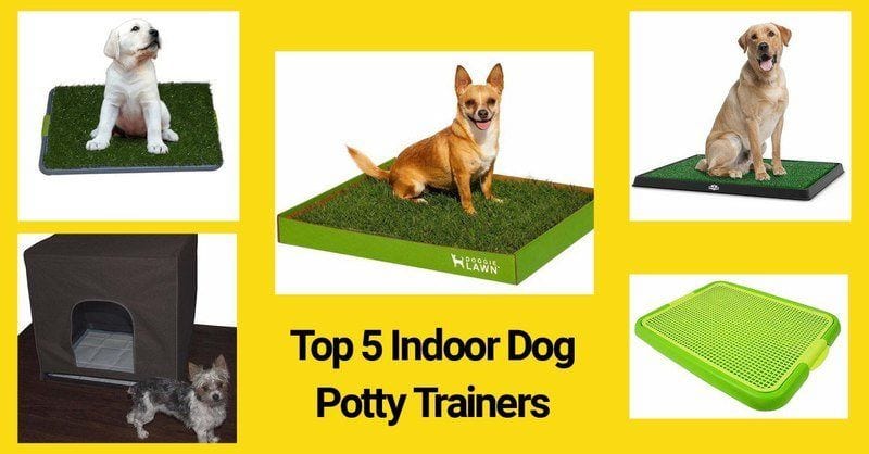 Best Indoor dog potties for home use