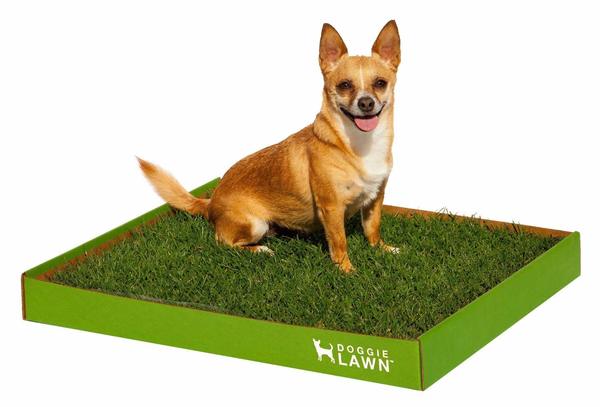 My dog is peeing on DoggieLawn grass indoor dog potty system.