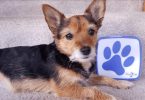 paws2go review featured