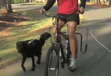 Springer Dog Exerciser Big Review
