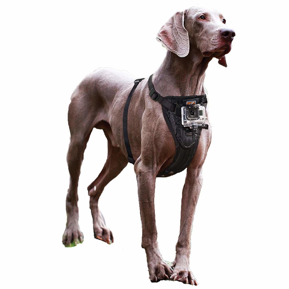 dog harness with camera mount kurgo