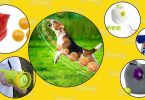 The list of the best automatic dog ball launchers