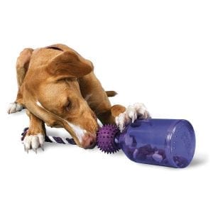 Doggie interacts with PetSafe Busy Buddy Tug-A-Jugg Smart Toy.