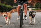 walky dog bike leash review
