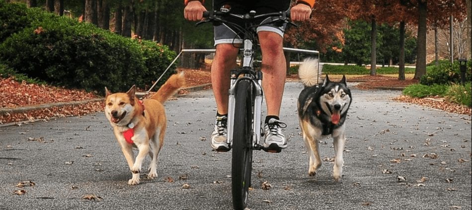 walky dog bike leash review