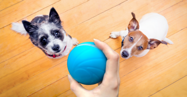 Dogs-and-Wicked-Ball