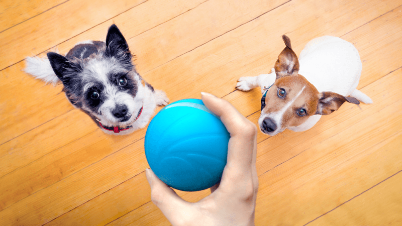 Dogs-and-Wicked-Ball