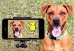 dog apps