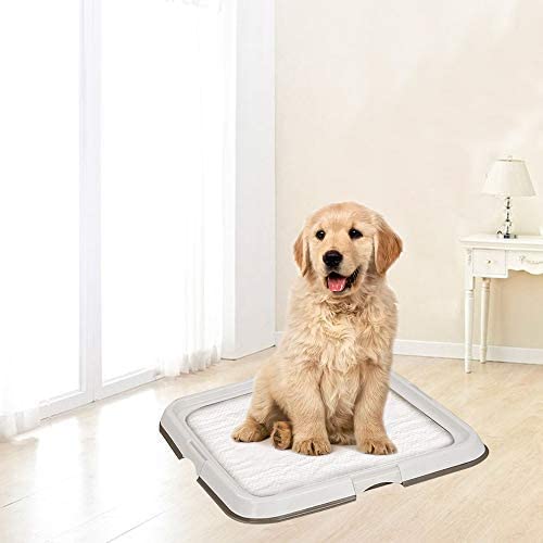 Large dog is having indoor potty training with PAWISE pad.