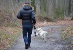 dog is running away