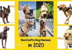 Top 4 Best GoPro Dog Harnesses & Action Camera Dog Mounts in 2020.