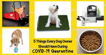covid-19 quarantine and self isolation with a dog at home.
