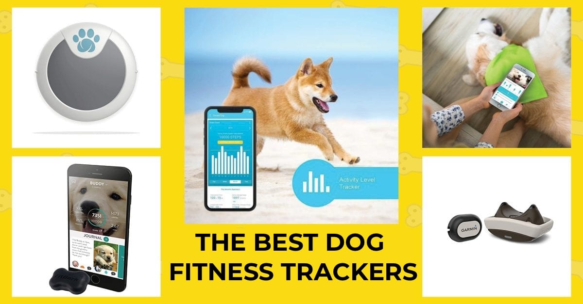 12 best reviewed dog fitness and activity trackers in 2021.