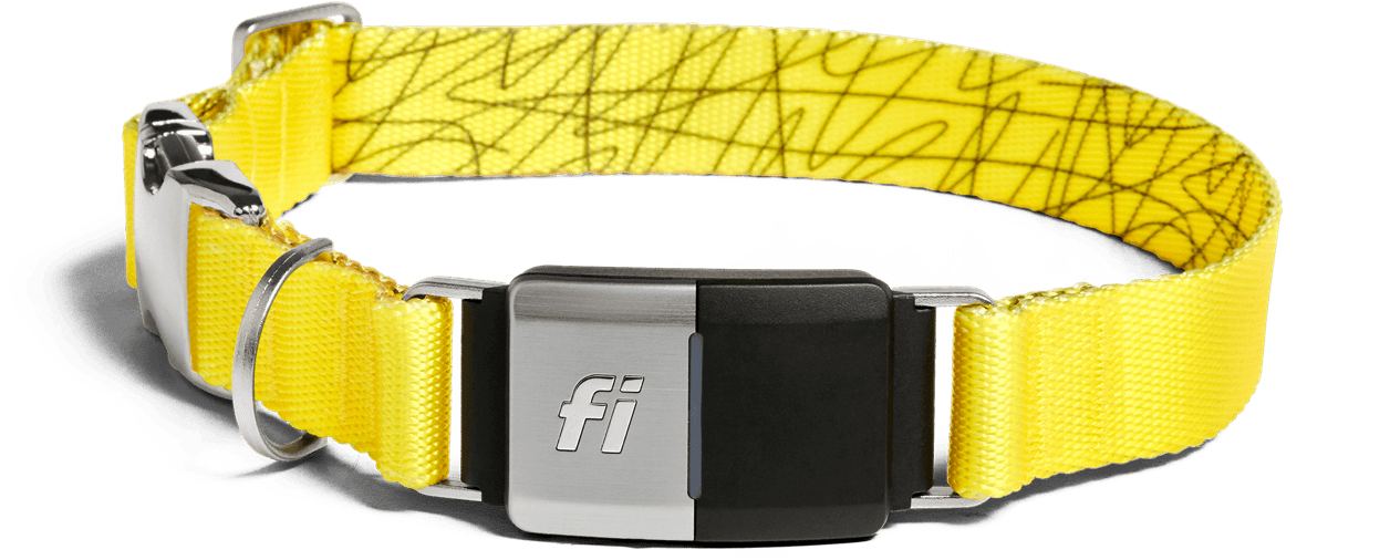 Fi dog's location and activity tracker collar for dog in yellow colour.