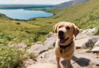 Can I Use Tile To Track My Pet?