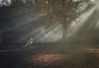 dogs and wildfires