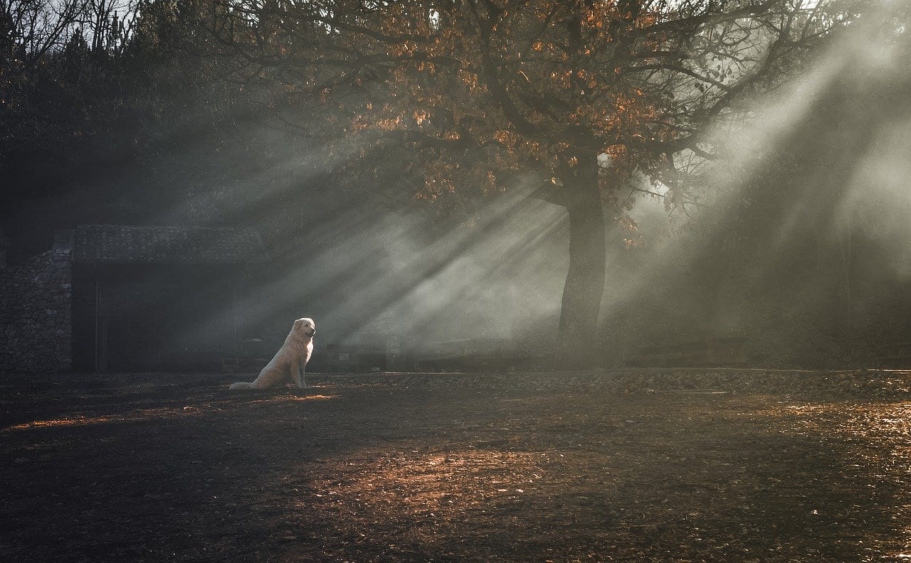 dogs and wildfires