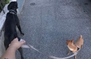 Dog sitter is walking with two dogs while their owner at home.