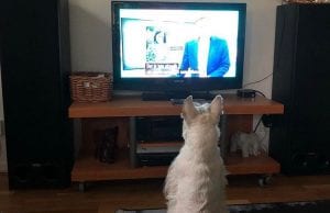 Dog is watching TV while you are at work