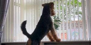 Dog watching at the window while feel bored alone at home