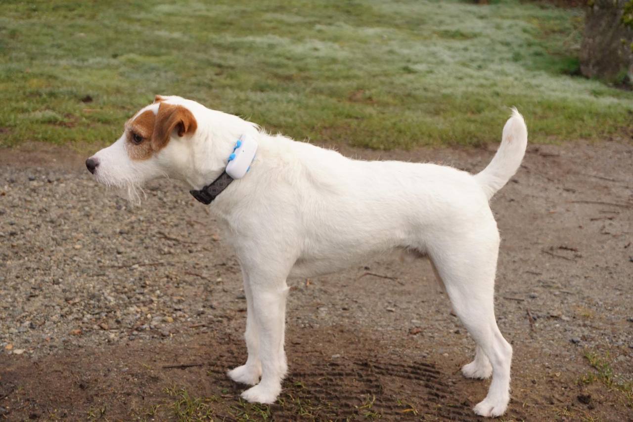My Jack Russel Terrier Steve with Tractive collar