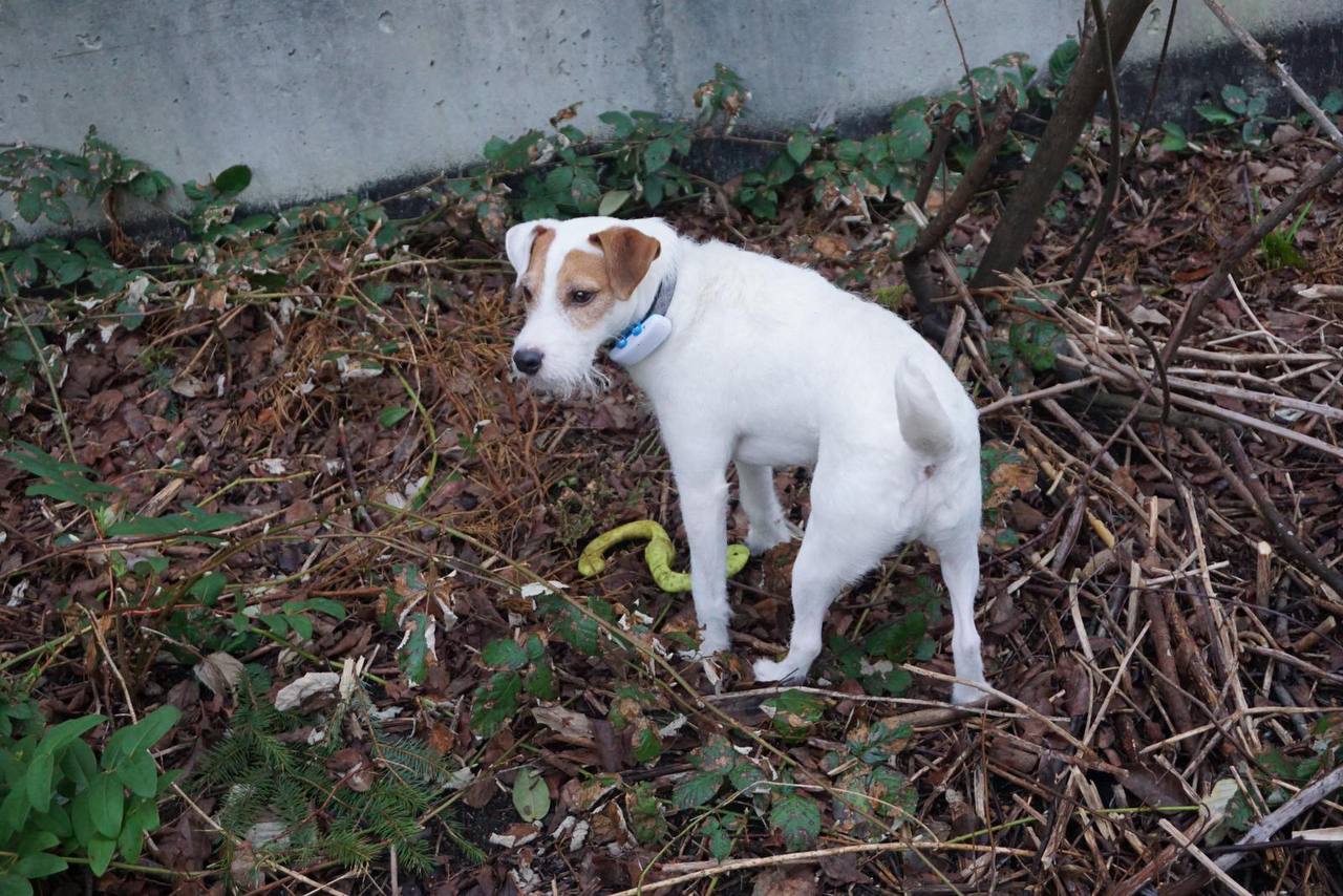 I am checking the current location of my Jack Russel Terrier witj Tractive