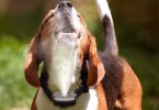Spray collar needs to be refilled on that dog.