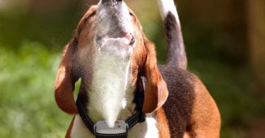 Spray collar needs to be refilled on that dog.