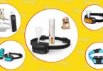 Best citronella collars