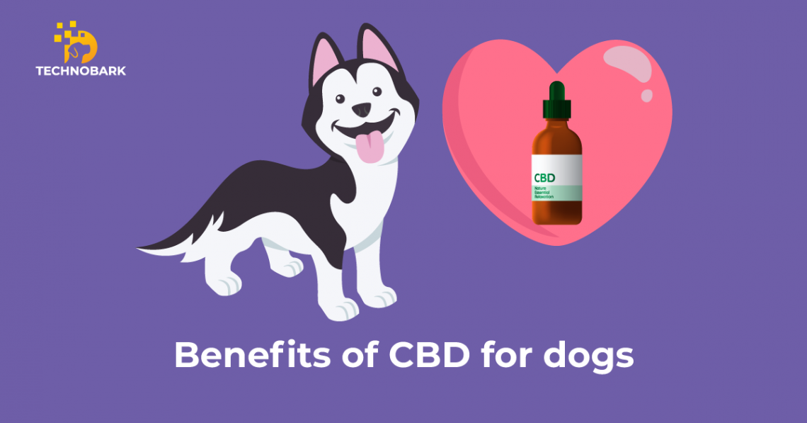 Dog is happy after taking CBD product.