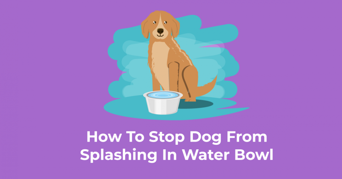 Dog is splashing the water bowl