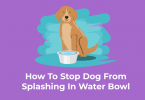 Dog is splashing the water bowl