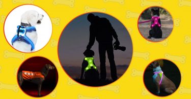 Best LED vests for dogs
