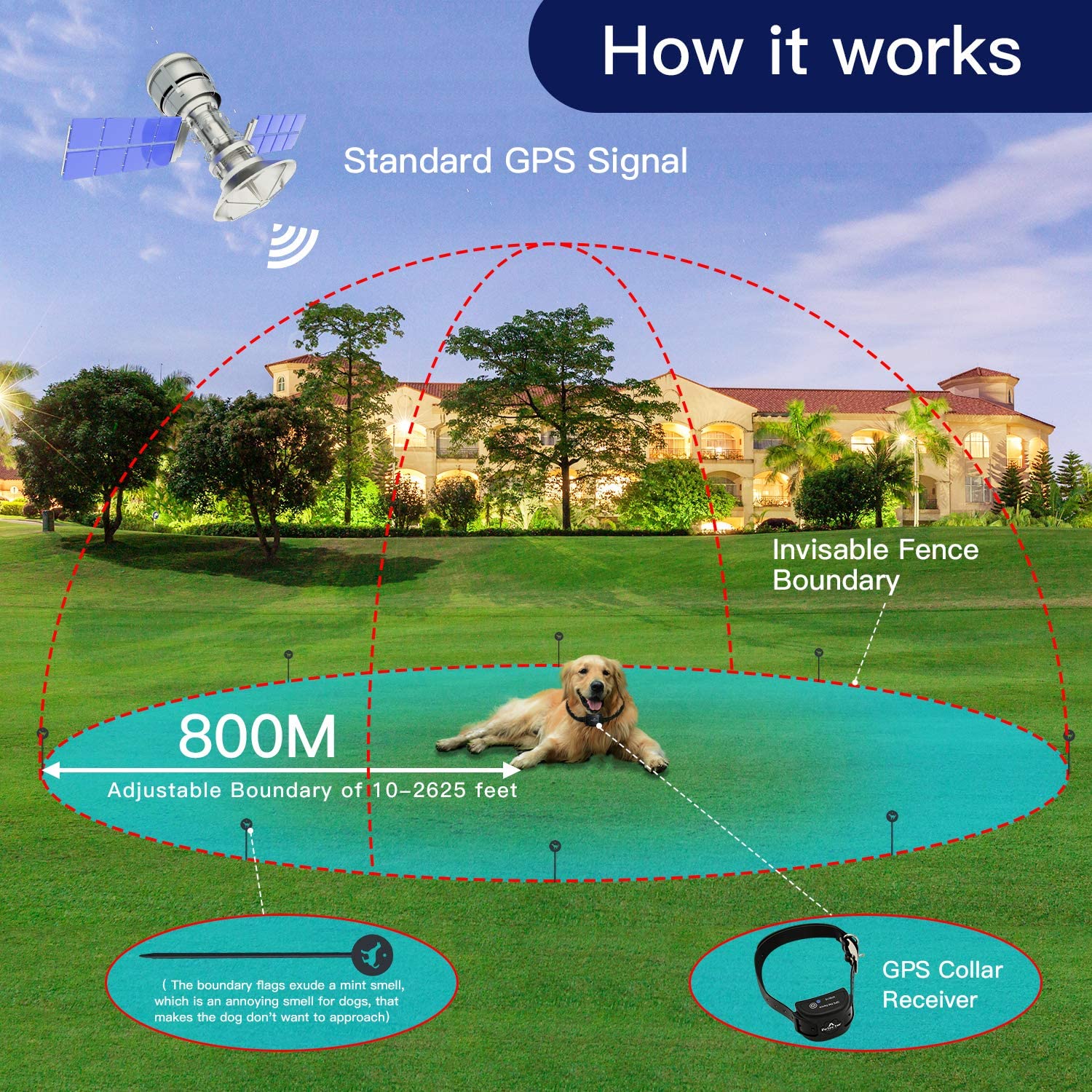 Curated visual reference: 10 Best Virtual Invisible Dog Fences 2026 Photo Inspiration