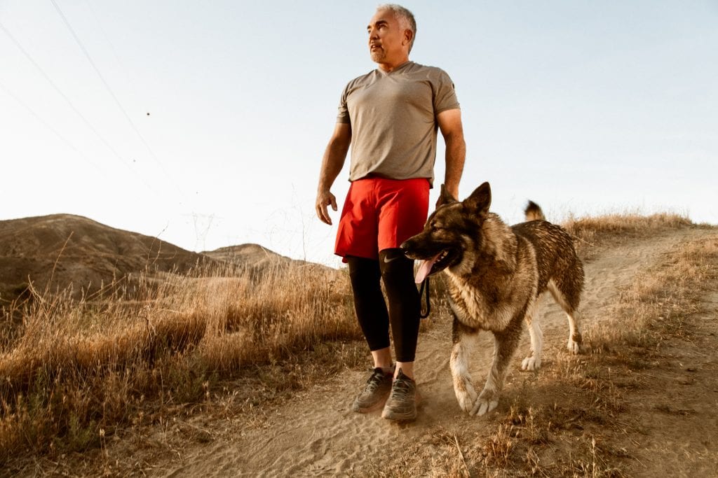 Cesar Millan during training process with a dog and halo collar.