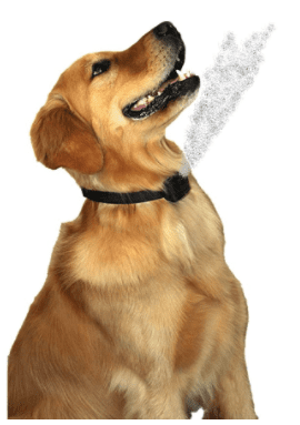 Citronella collar spraying action while dog barks