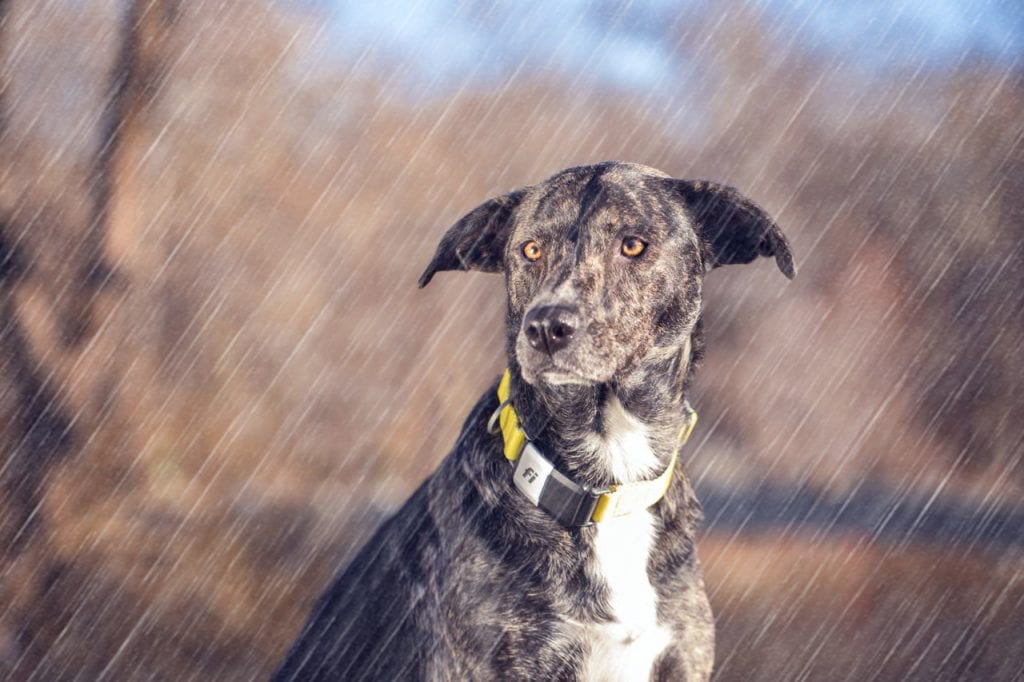 Dog wearing Fi collar while raining