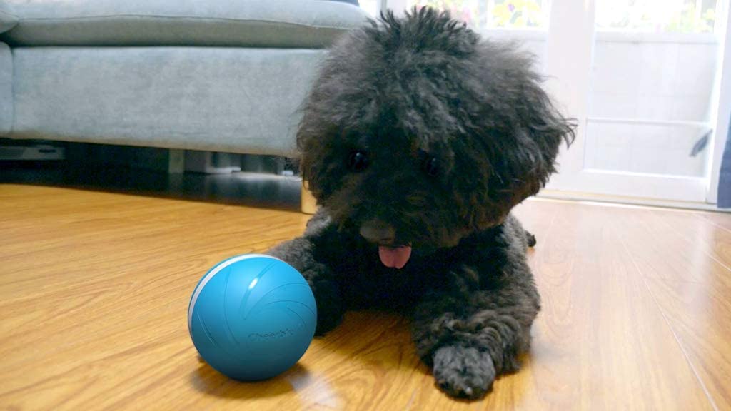 Small dog plays with automatic ball from Cheerble
