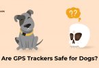 Happy dog with gps device in it and with the quationed skull on the right side.