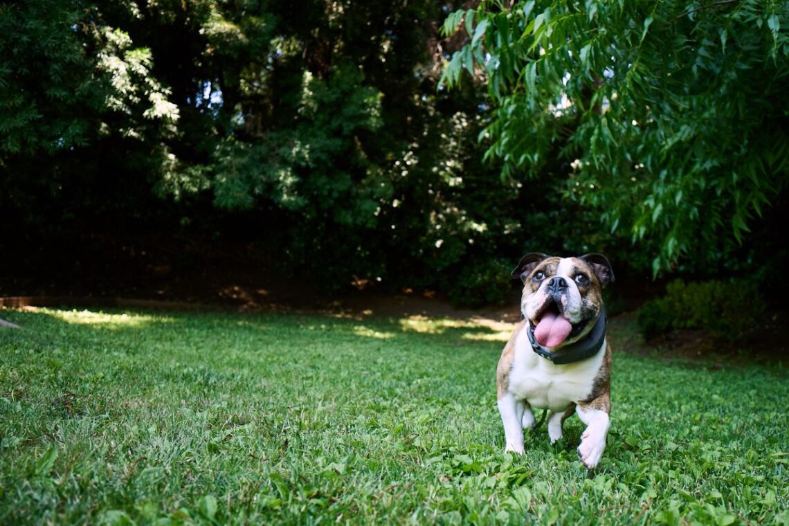 How the Halo Collar 4 Help Kids Learn Responsible Pet Care 