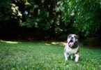 How the Halo Collar 4 Help Kids Learn Responsible Pet Care 