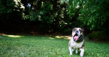 How the Halo Collar 4 Help Kids Learn Responsible Pet Care 