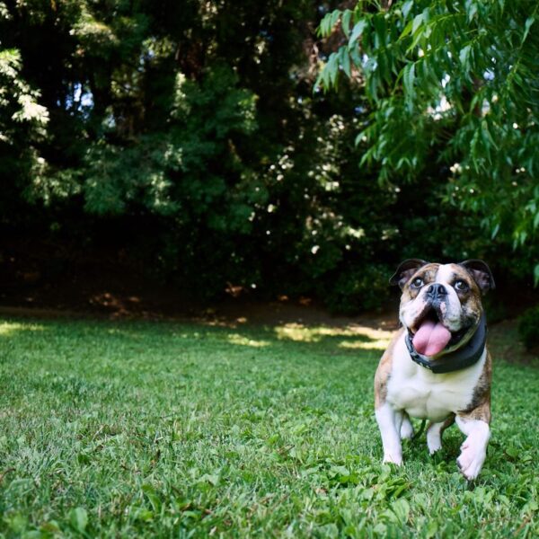 How the Halo Collar 4 Help Kids Learn Responsible Pet Care