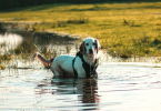 Dog under water with Smart compass by Lynq