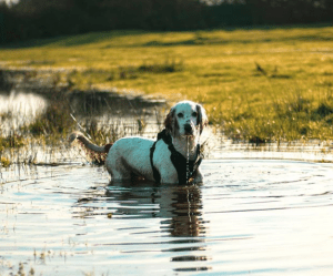 Dog under water with Smart compass by Lynq